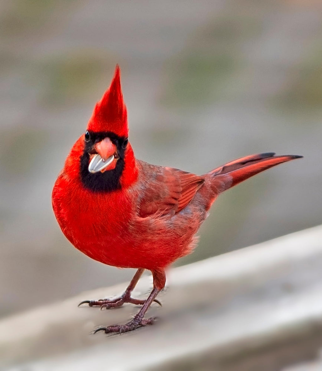 Bird Seed, 20 lb M460574