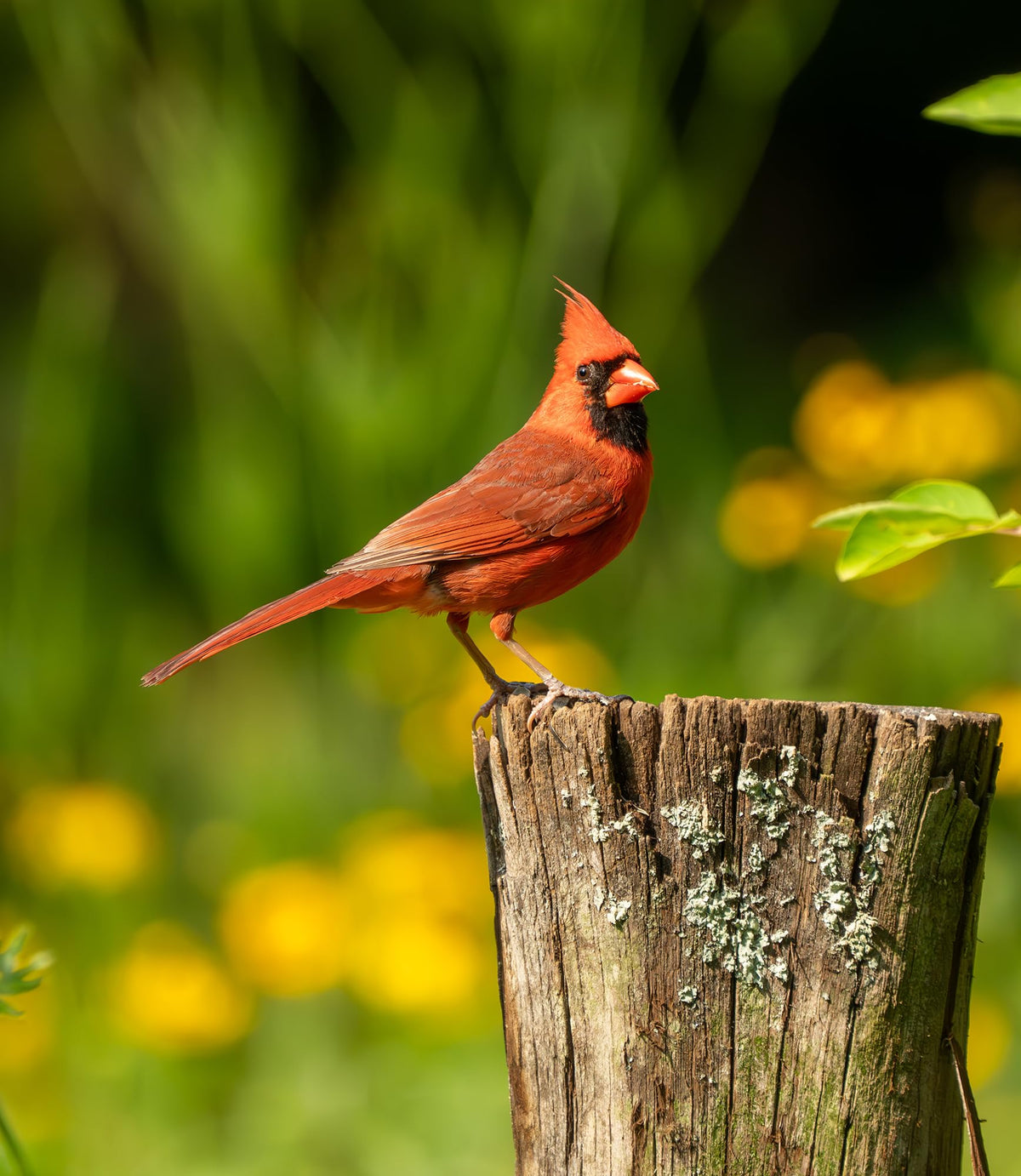 Bird Seed, 20 lb M460574