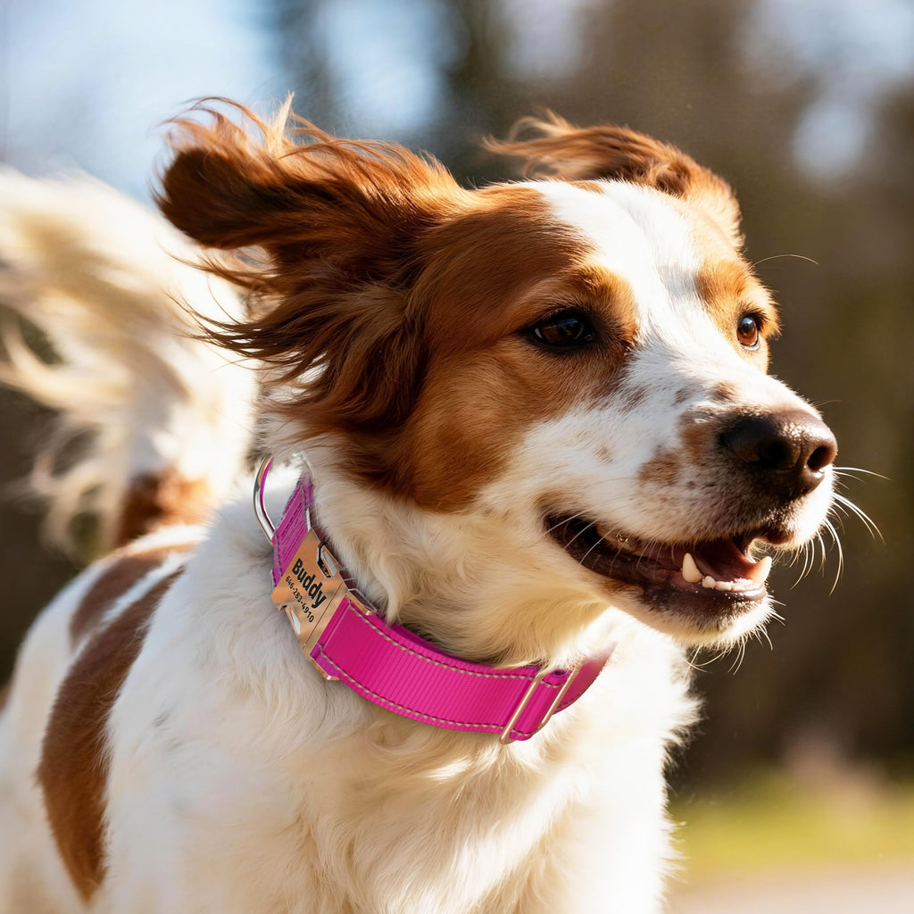 Reflective Dog Collar with Engraved ID Tag K731179