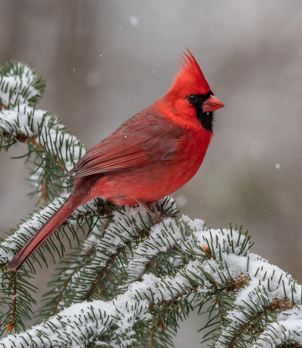 Bird Seed, 20 lb M460574