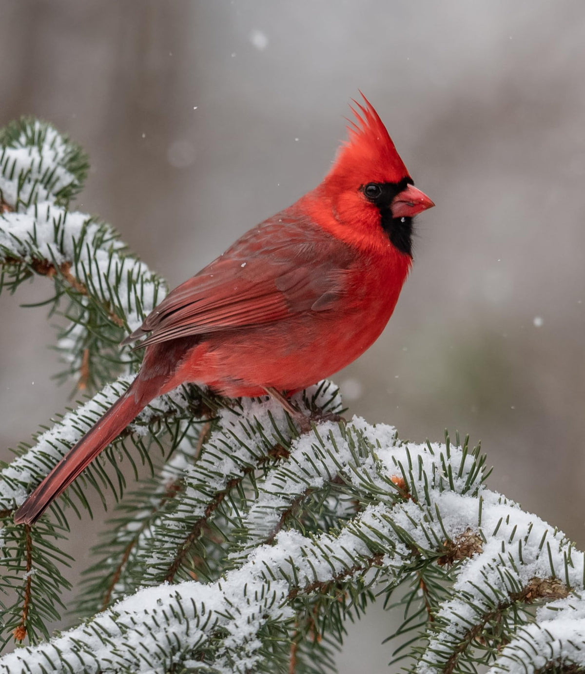 Bird Seed, 20 lb M460574