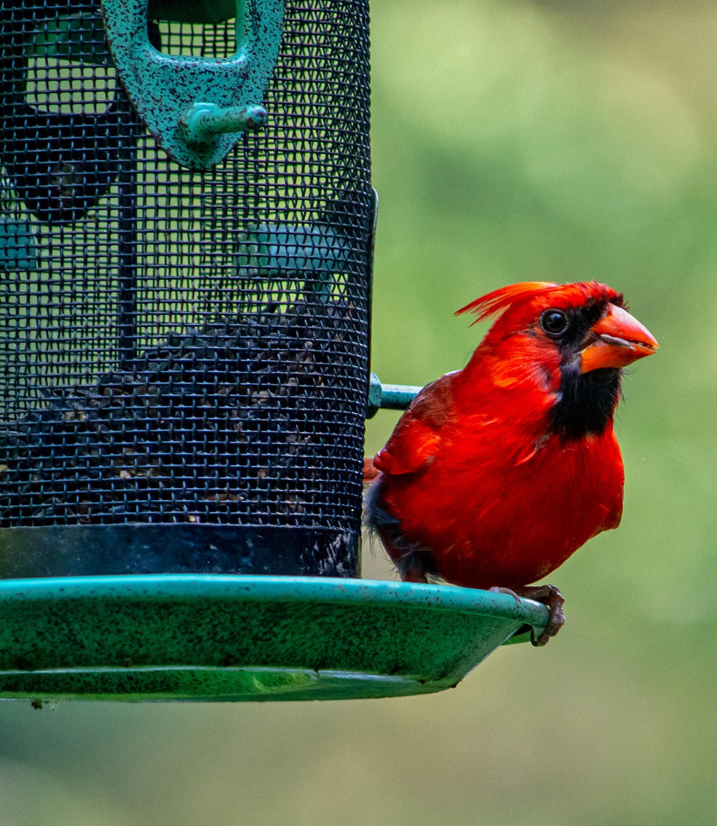 Bird Seed, 20 lb M460574