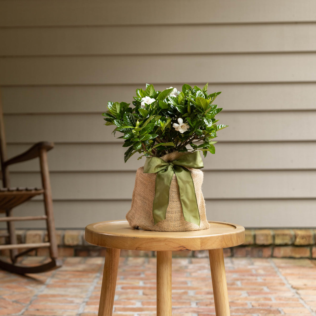Gardenia Plant H818960