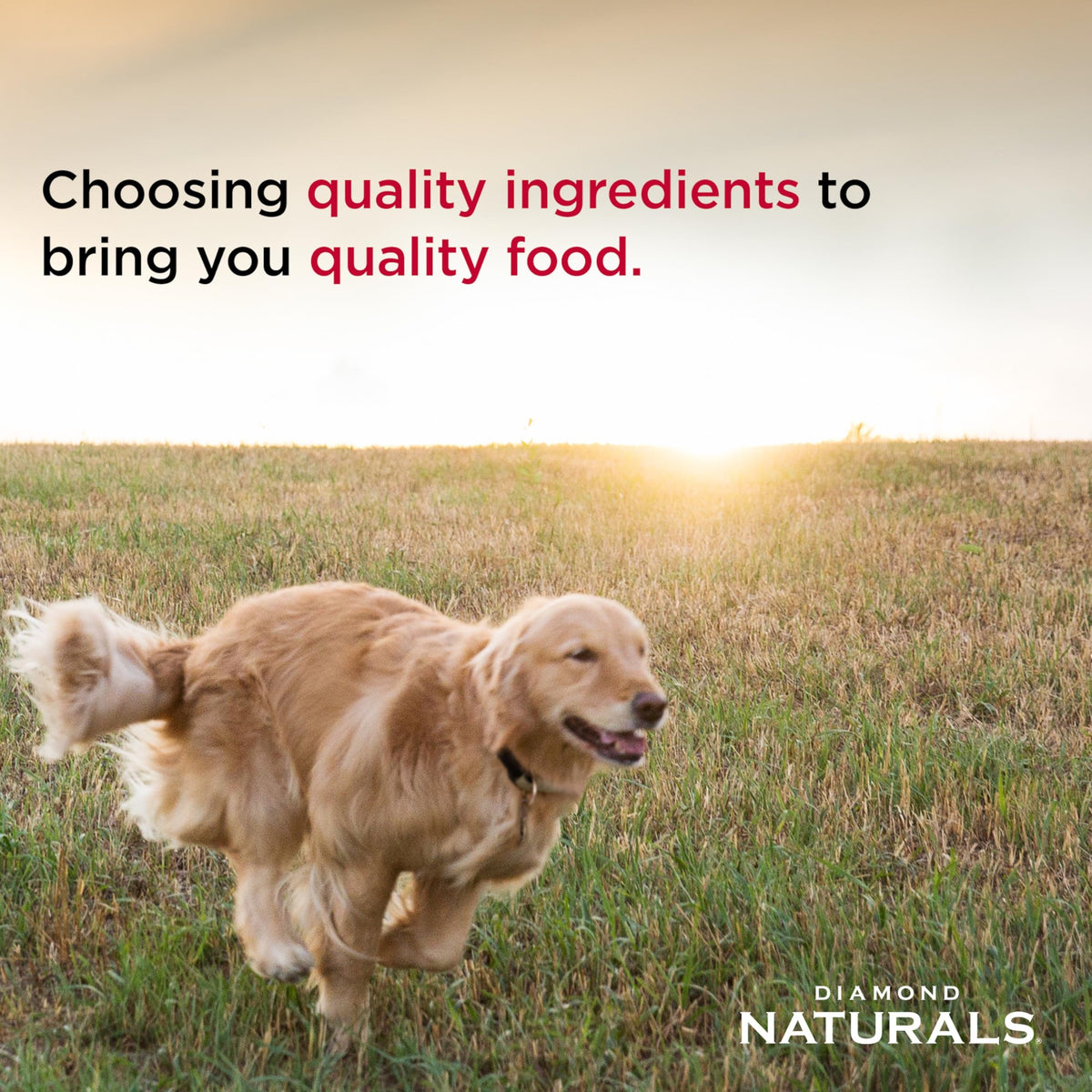 Chicken Puppy Dry Dog Food 6lb M4299